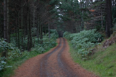 The brown dirt road between green trees during the day
